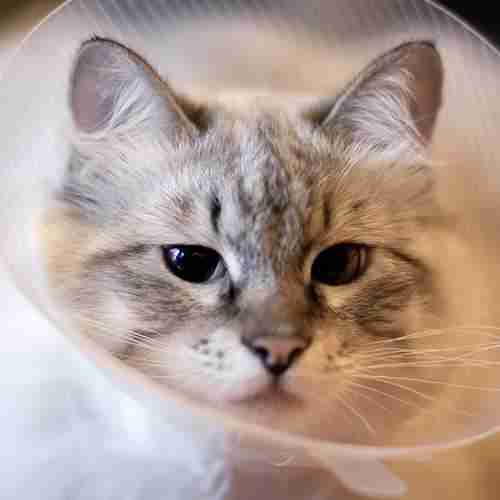 Cat Wearing Surgical Cone