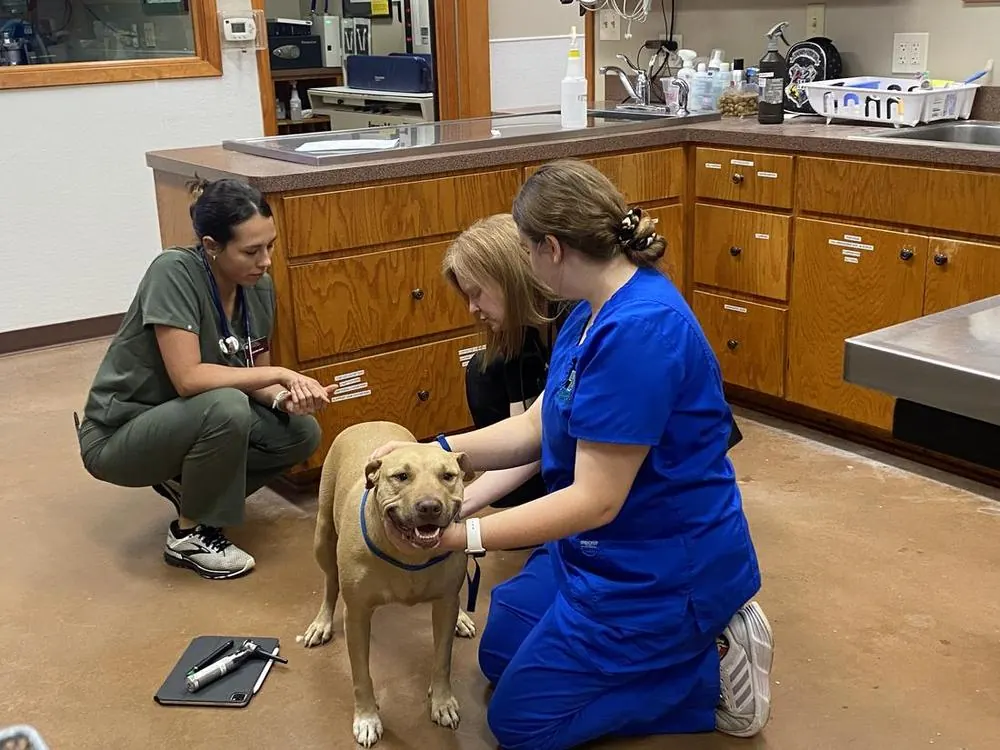 Two FM 1488 team members examining a dog
